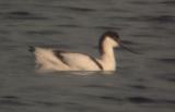 Pied Avocet