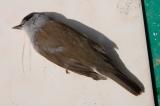 Blackcap