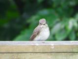 Spotted Flycatcher