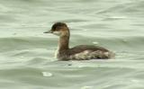 Black-necked Grebe