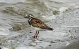 Ruddy Turnstone