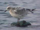 Mediterranean Gull
