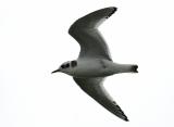 Little Gull