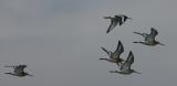 Black-tailed Godwit