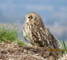 Short-eared Owl