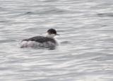 Black-necked Grebe