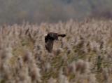 Marsh Harrier