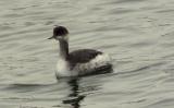 Black-necked Grebe
