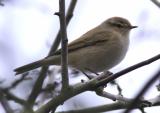 Chiffchaff