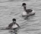 Black-necked Grebe