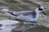 Grey Phalarope