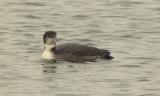 Great Northern Diver