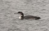 Great Northern Diver