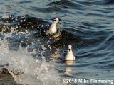 Grey Phalarope