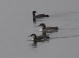 Great Northern Diver