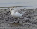 Sanderling