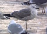 Caspian Gull