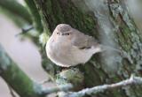 Chiffchaff