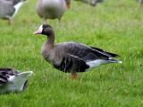 Greater White-fronted Goose