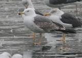 Yellow-legged Gull