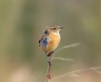 Stonechat