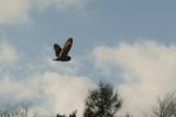 Short-eared Owl