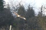 Short-eared Owl