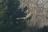 Short-eared Owl