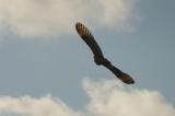 Short-eared Owl