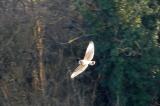 Short-eared Owl