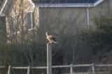 Short-eared Owl