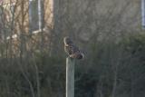 Short-eared Owl