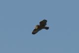 Short-eared Owl