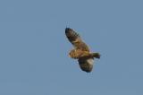 Short-eared Owl