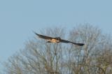 Short-eared Owl