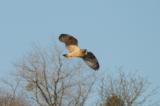 Short-eared Owl