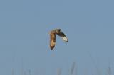 Short-eared Owl