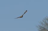 Short-eared Owl