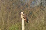 Short-eared Owl