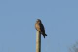 Short-eared Owl