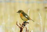 Stonechat