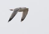 Caspian Gull