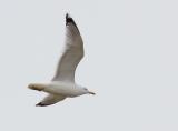 Caspian Gull