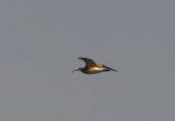 Whimbrel