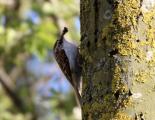 Treecreeper