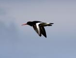 Oystercatcher