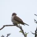 Spotted Flycatcher