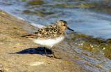 Sanderling