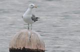 Caspian Gull