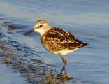 Little Stint